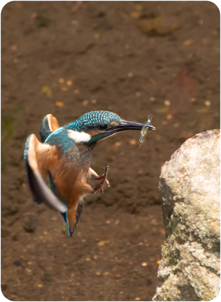 カワセミ