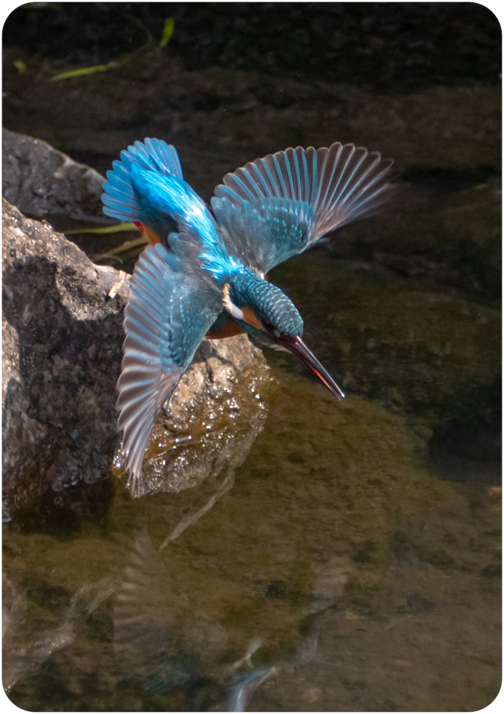 カワセミ