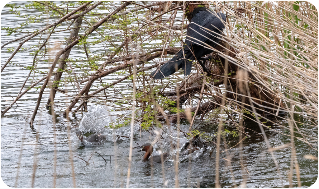 カラスの襲撃を撃退するカイツブリ夫婦