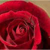 真紅の薔薇