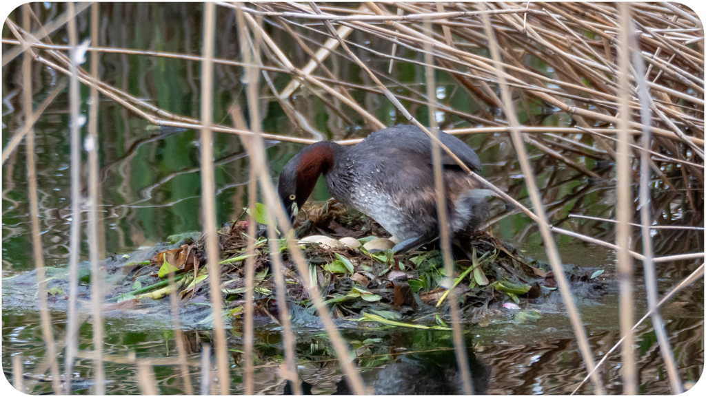カイツブリの抱卵