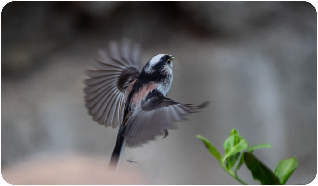 エナガのホバリング