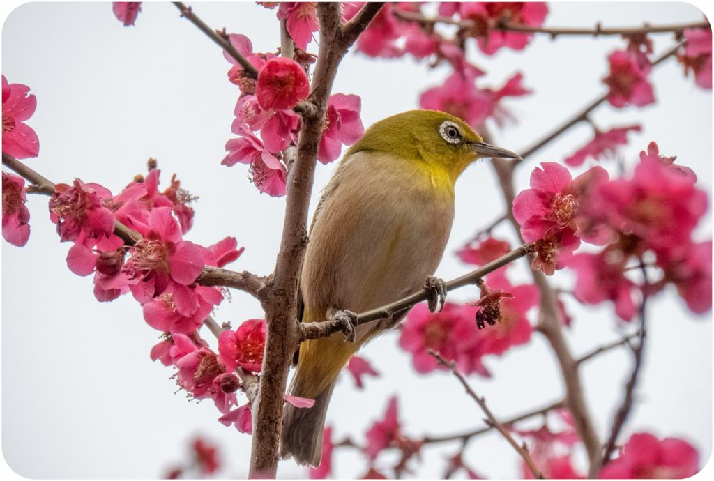 ウメジロー