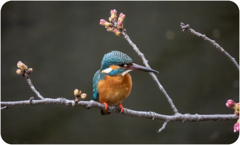 カワセミと桜