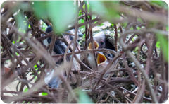 エナガの雛への給餌