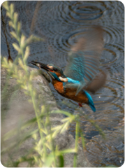 カワセミ