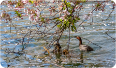 カイツブリの巣が出来つつ有る。