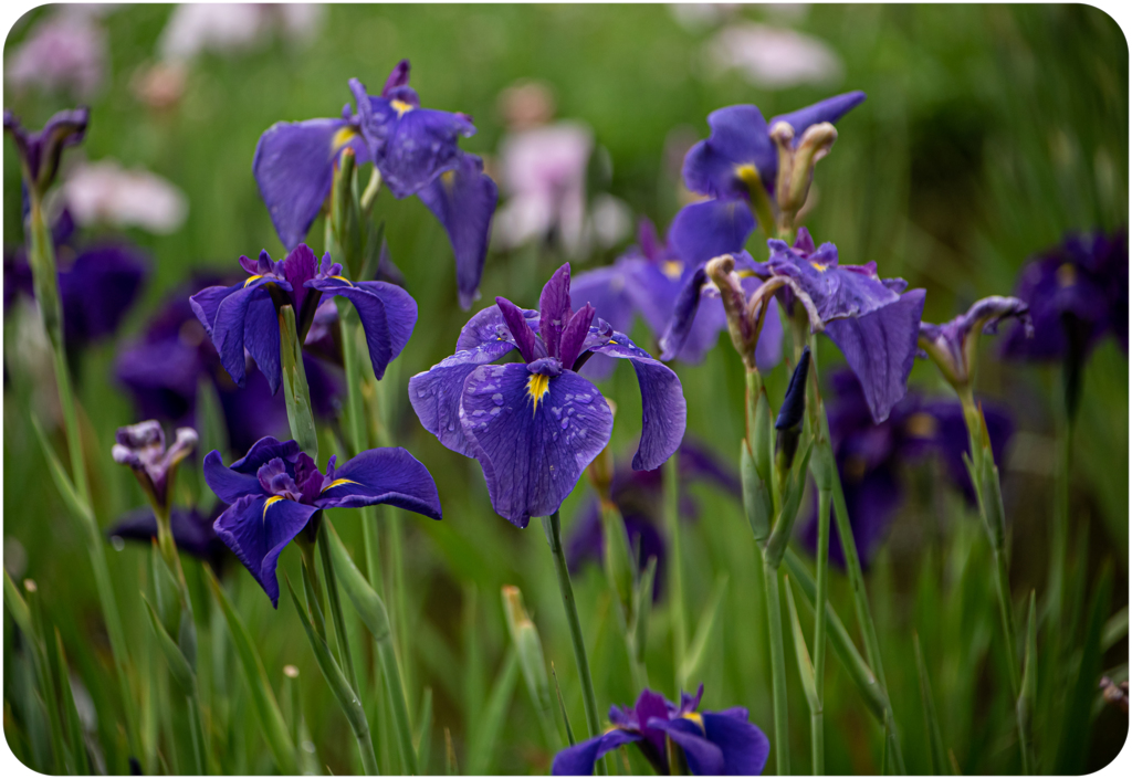 菖蒲