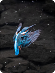 カワセミ