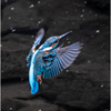カワセミ