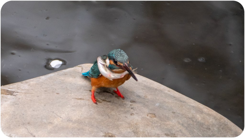 魚を捕らえたカワセミ