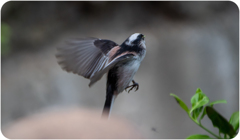 エナガのホバリング