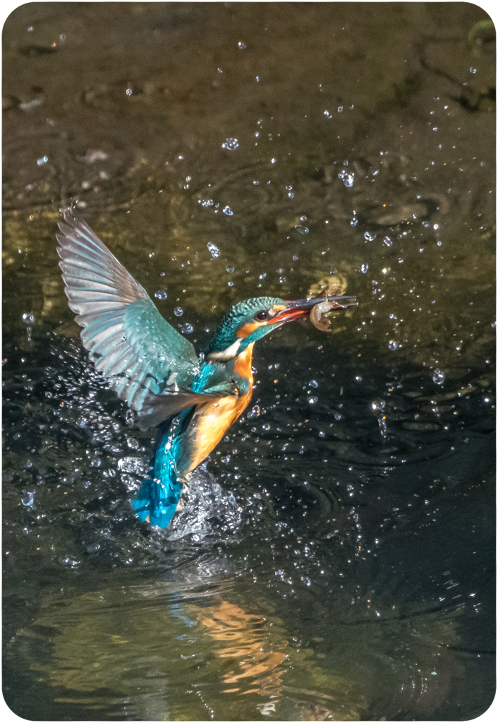 カワセミ