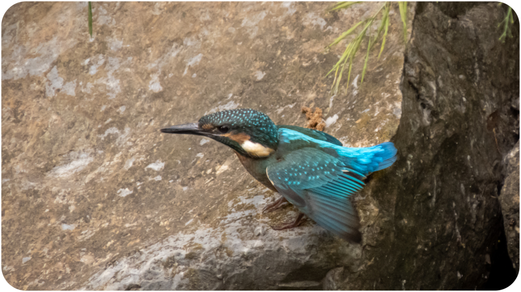 カワセミの幼鳥