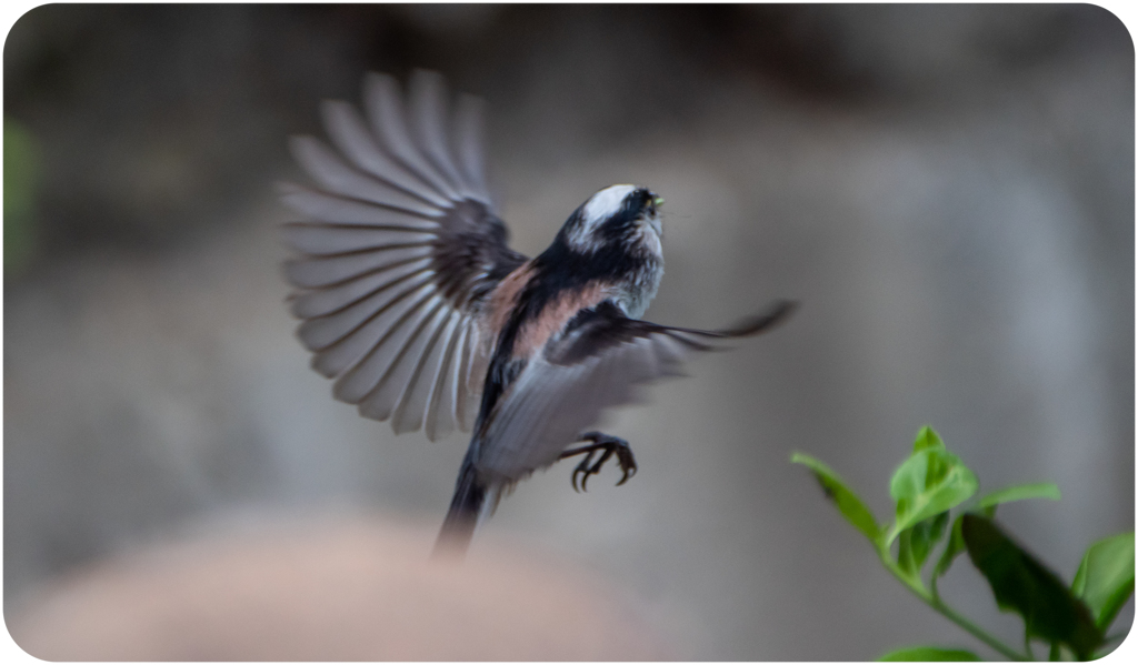 エナガのホバリング