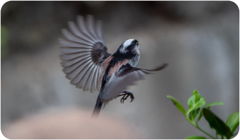 エナガのホバリング