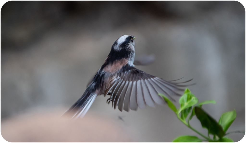 エナガのホバリング