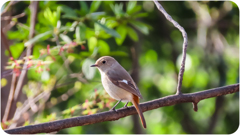ジョウビタキ♀