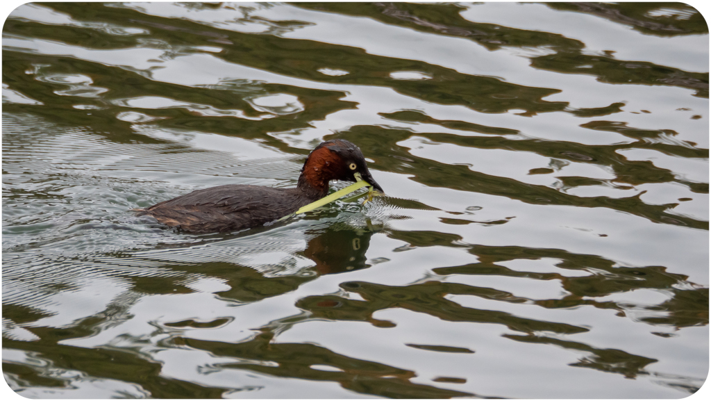 カイツブリの巣作り