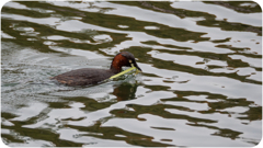 カイツブリの巣作り