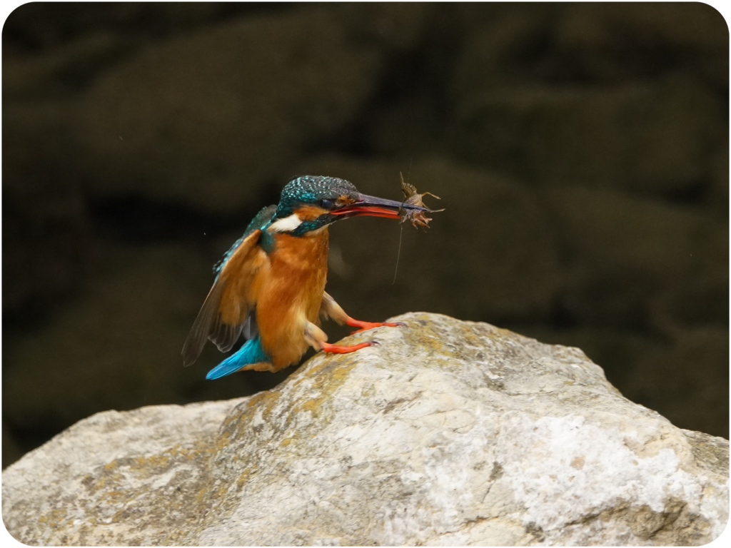 カワセミ