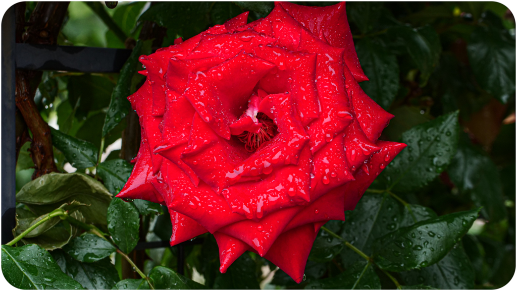 バラ 花