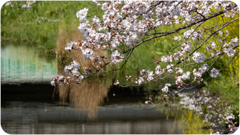 川沿いに咲く桜
