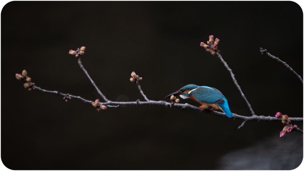 カワセミと桜