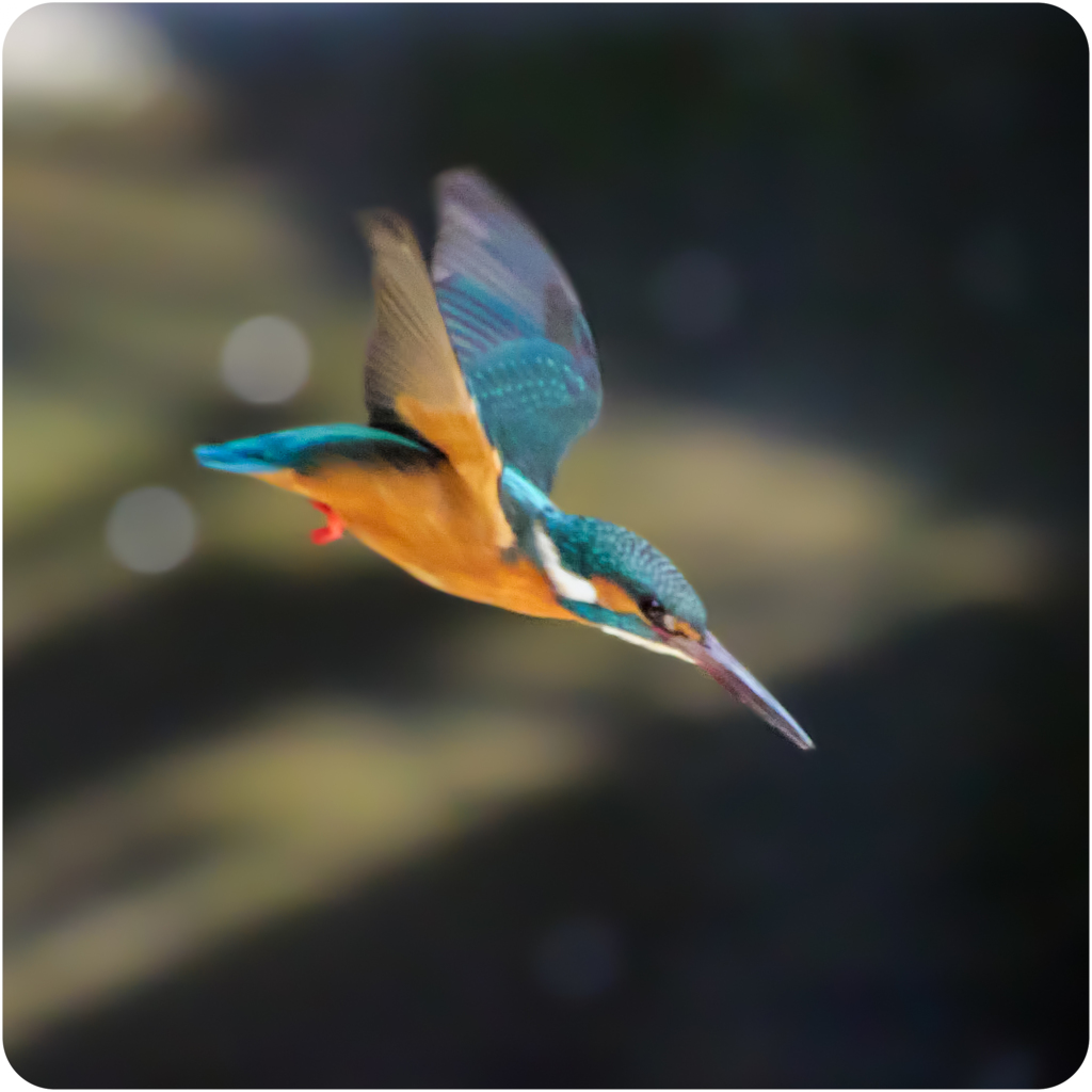 カワセミのダイブ