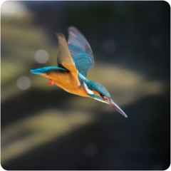 カワセミのダイブ