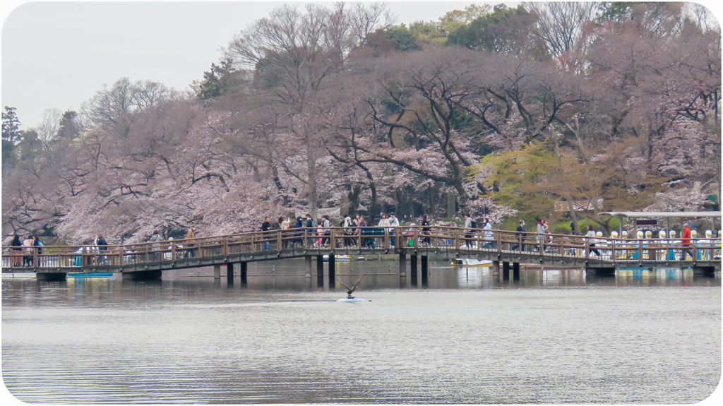 井の頭公園