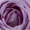 P1386812