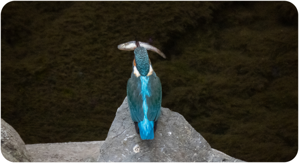 魚を捕らえたカワセミ