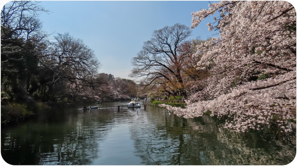 井の頭公園の桜