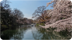 井の頭公園の桜
