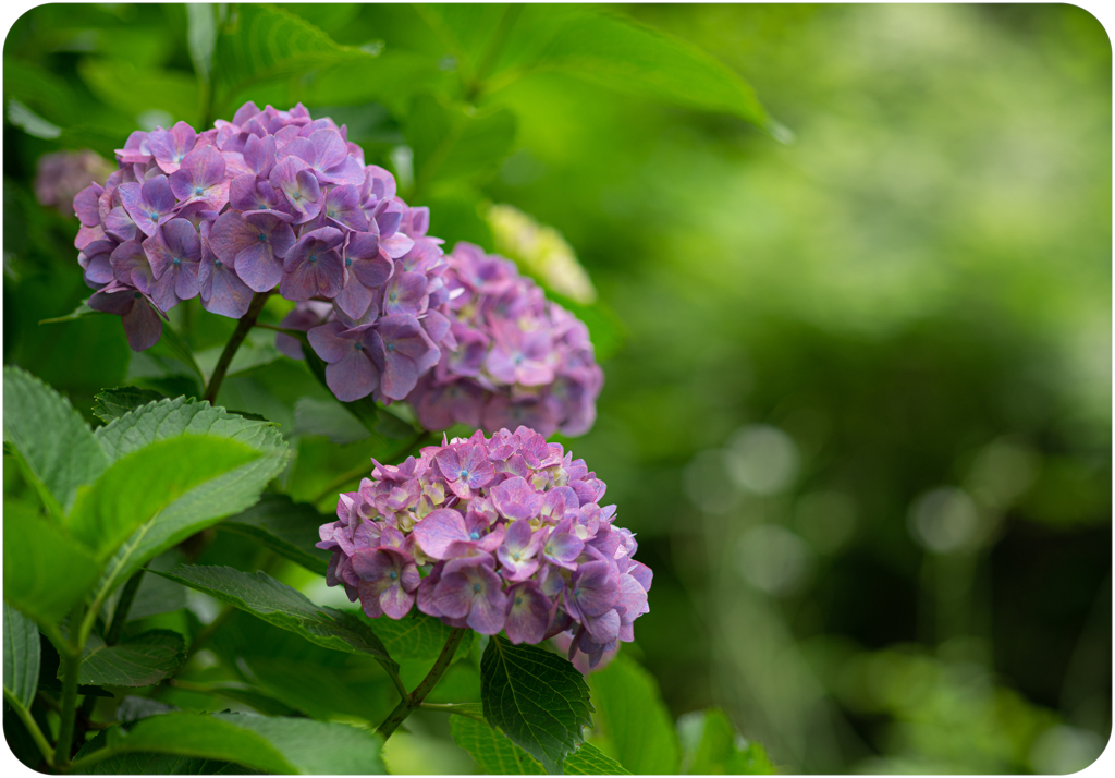 紫陽花