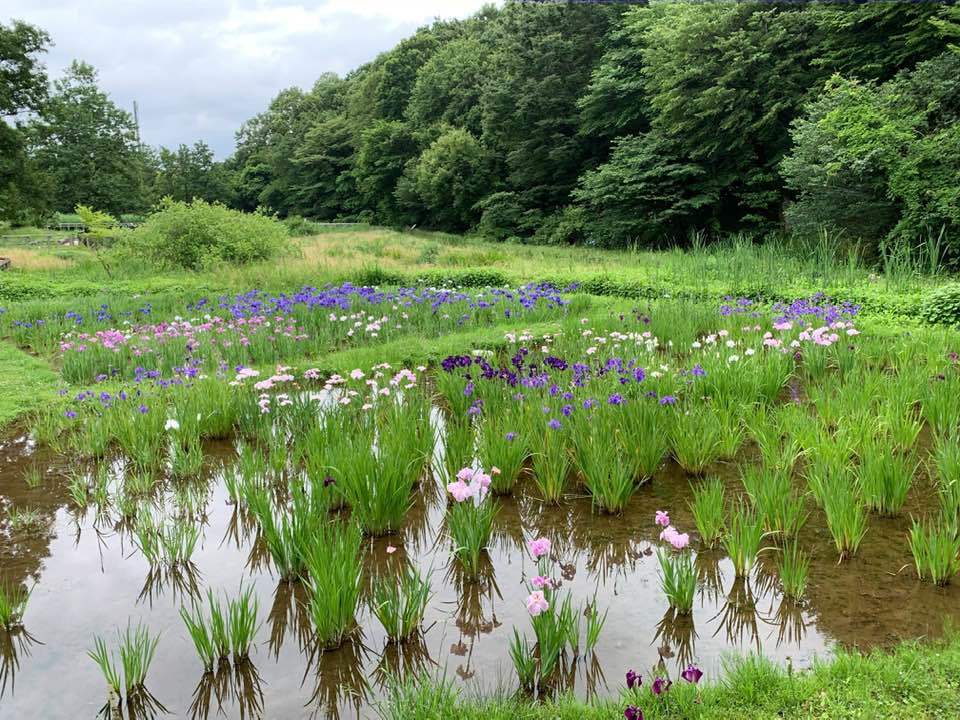 菖蒲園