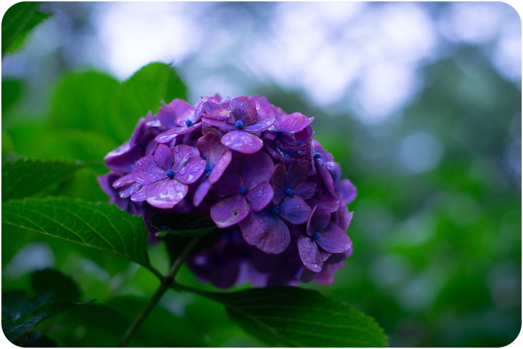 紫陽花