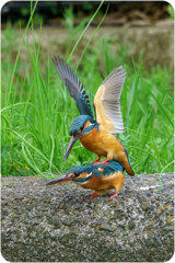 カワセミ