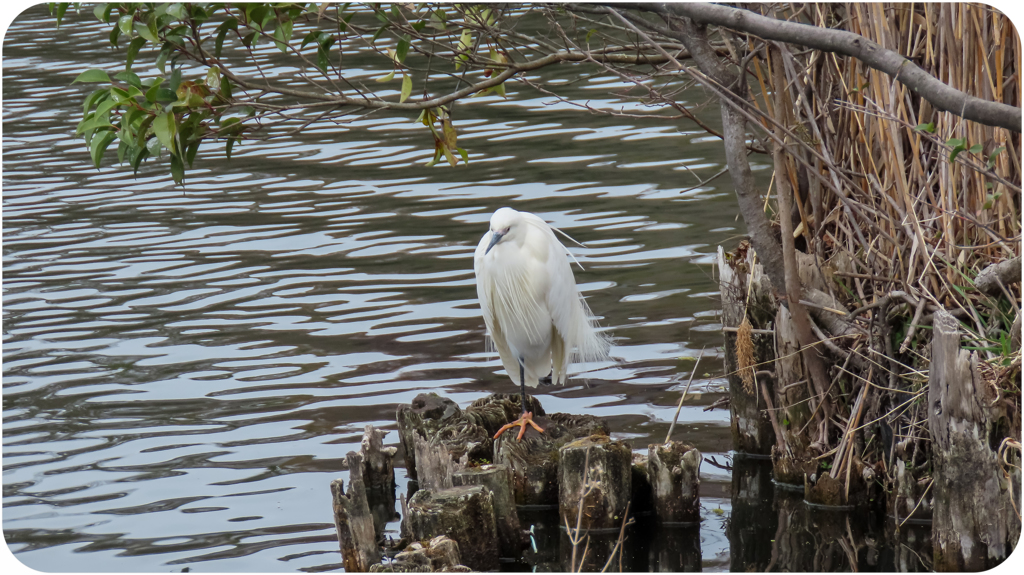 公園のチュウサギ