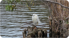 公園のチュウサギ