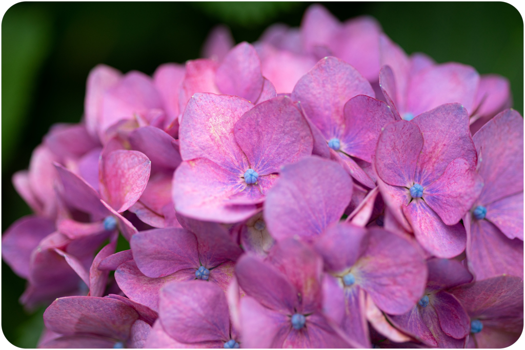 紫陽花