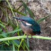 カワセミの幼鳥