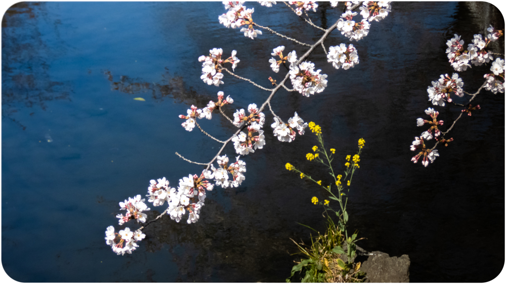 川沿いに咲く桜
