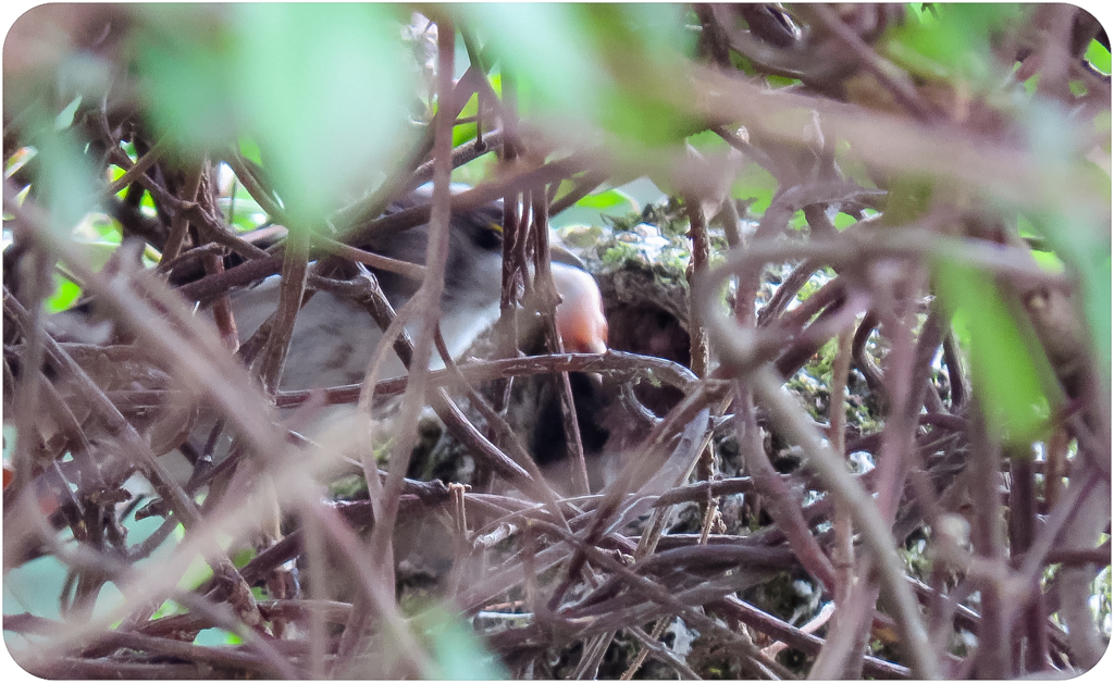 エナガの雛の糞排泄物を取り出す親エナガ。