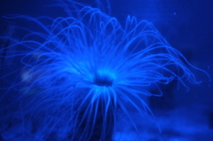 イソギンチャク