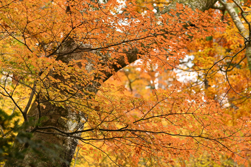 紅葉