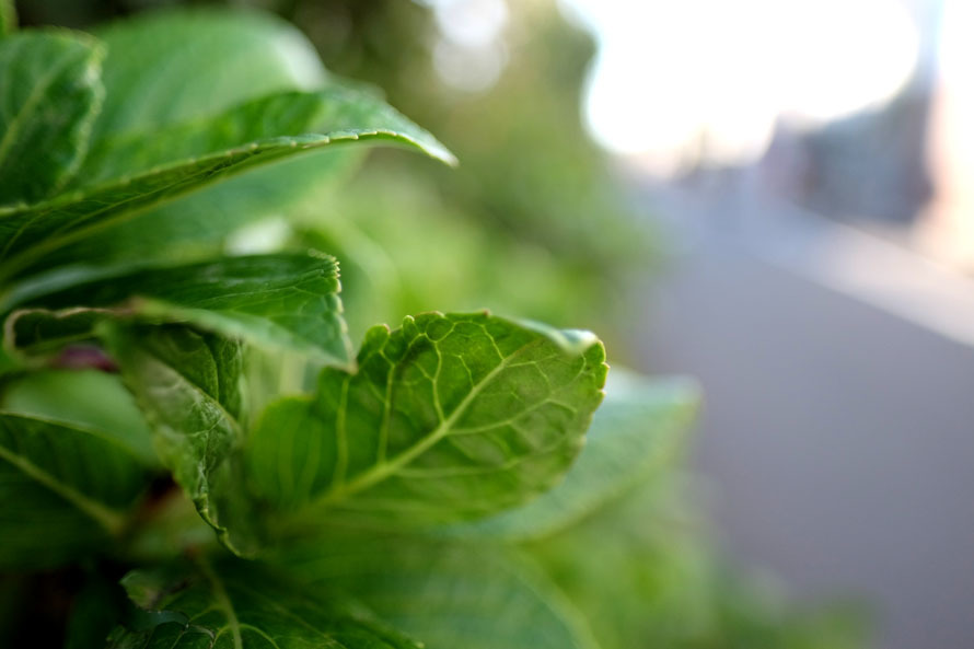 XF16mm. F1.4 R WR _ 06