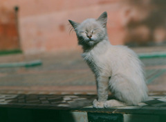 モロッコで出会った動物たち　4