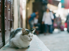 モロッコで出会った動物たち　2